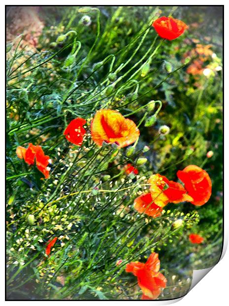 Poppies on meadow Print by Erzsebet Bak
