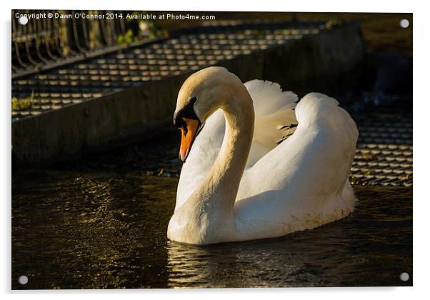 Swan Acrylic by Dawn O'Connor