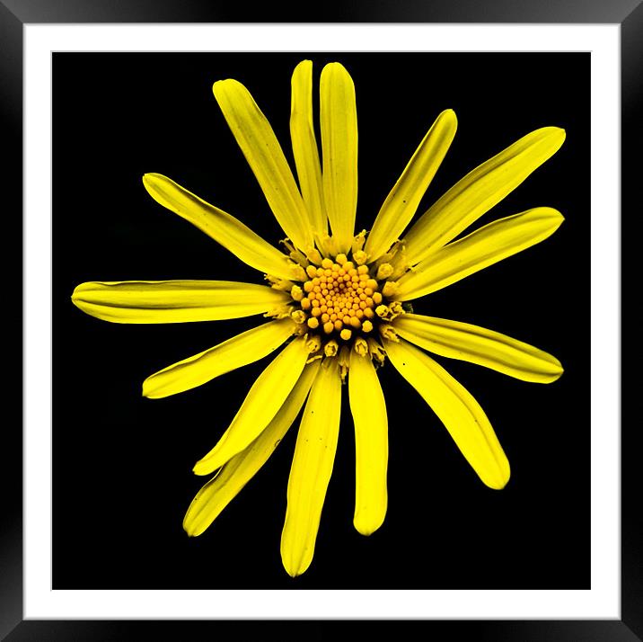 Pretty Yellow Lower Framed Mounted Print by Luis Lajas