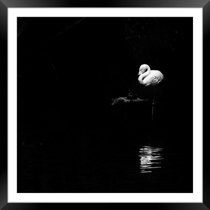 Chilean Flamingo (Phoenicopterus chilensis) Framed Mounted Print by Vinicios de Moura