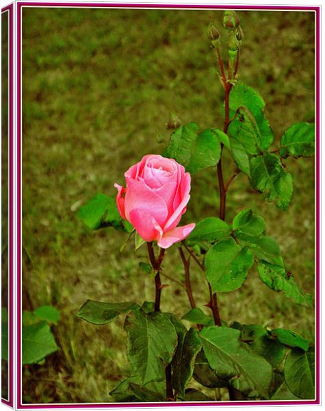 Rose at evening Canvas Print by Erzsebet Bak