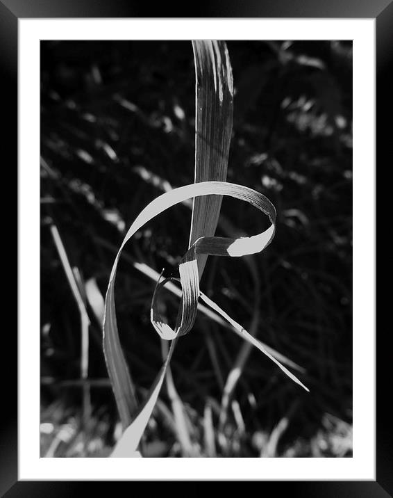 Grass With Style Framed Mounted Print by Martin Howard