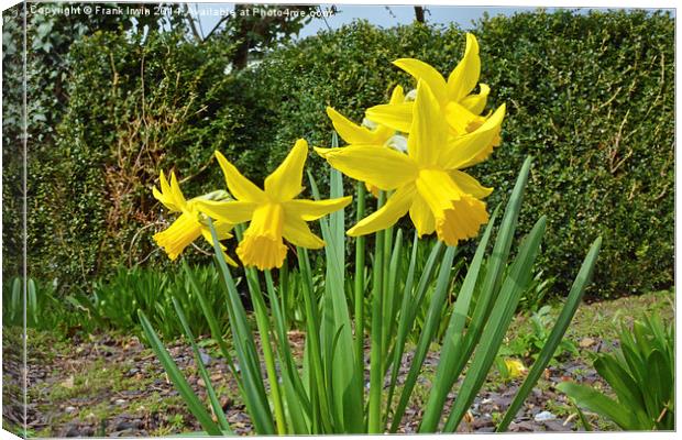 Daffodils dancing in the Spring sunshine Canvas Print by Frank Irwin
