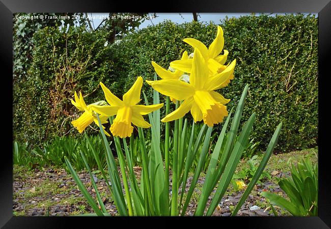 Daffodils dancing in the Spring sunshine Framed Print by Frank Irwin
