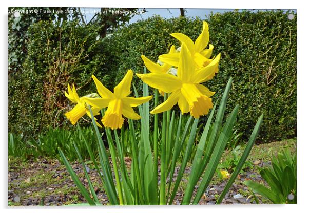 Daffodils dancing in the Spring sunshine Acrylic by Frank Irwin