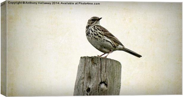 MEADOW PIPIT Canvas Print by Anthony Kellaway