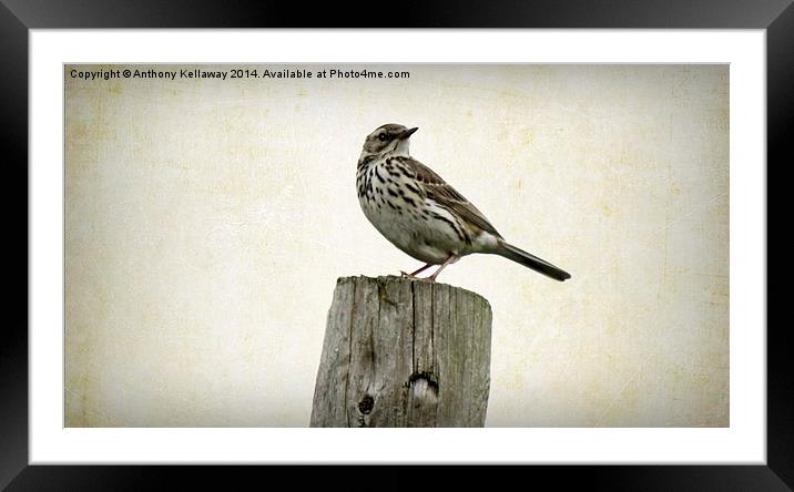 MEADOW PIPIT Framed Mounted Print by Anthony Kellaway