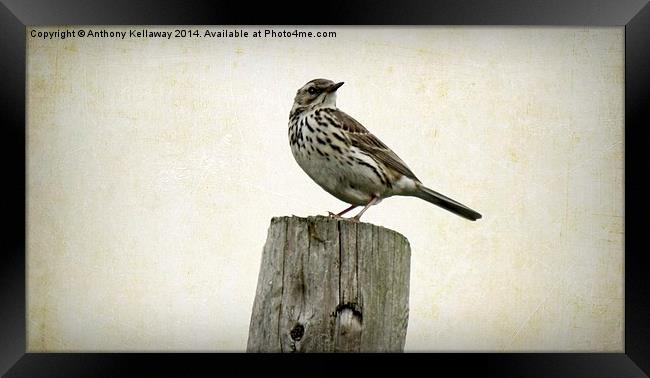 MEADOW PIPIT Framed Print by Anthony Kellaway
