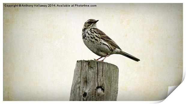 MEADOW PIPIT Print by Anthony Kellaway