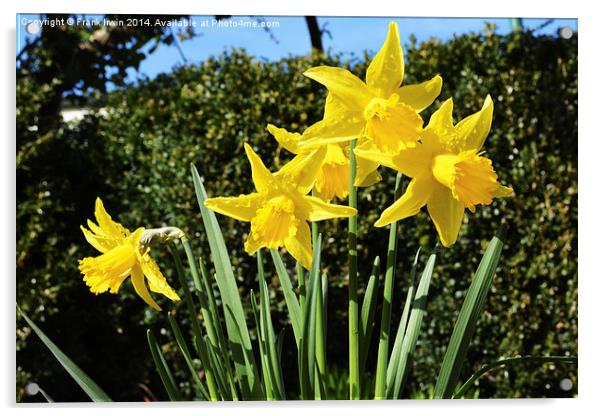 Daffodils following heavy rain. Acrylic by Frank Irwin