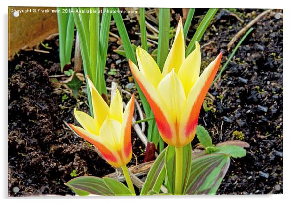Dwarf Tulips heralding Spring Acrylic by Frank Irwin