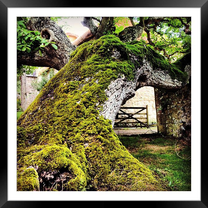 The Old Walnut Tree Framed Mounted Print by suzie Attaway