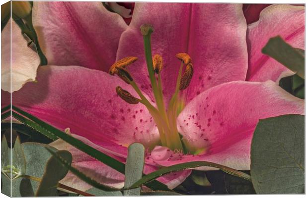 Pink Lilly Canvas Print by Kevin Browne