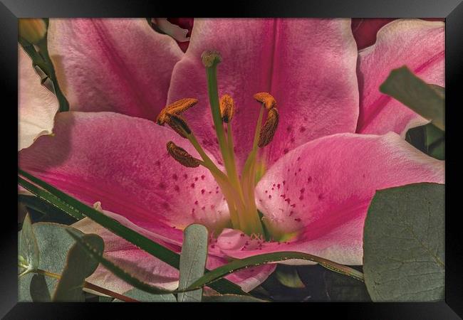 Pink Lilly Framed Print by Kevin Browne
