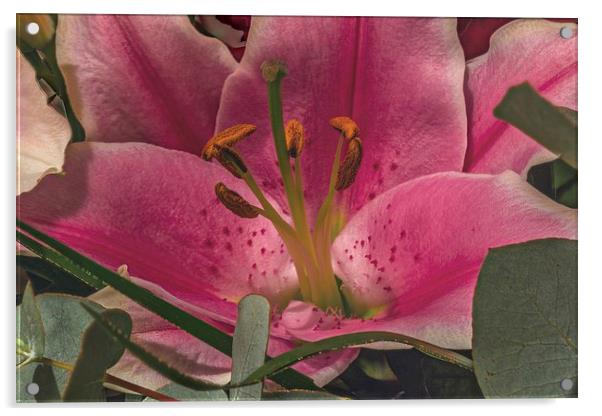 Pink Lilly Acrylic by Kevin Browne