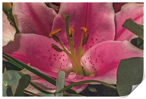 Pink Lilly Print by Kevin Browne