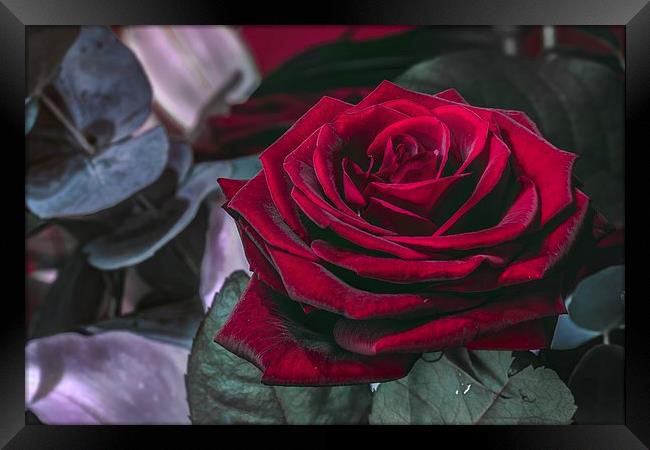 Red Rose macro Framed Print by Kevin Browne