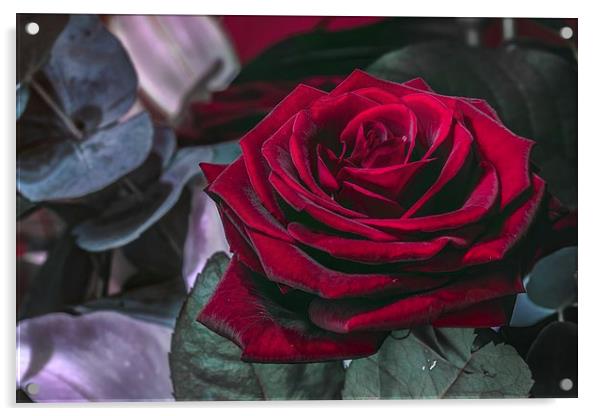 Red Rose macro Acrylic by Kevin Browne