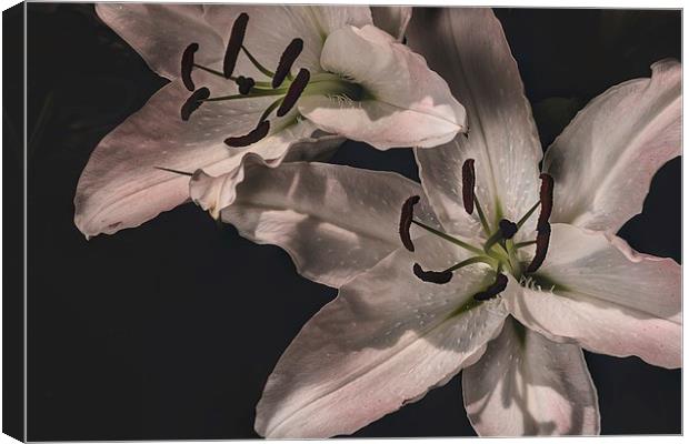 White Lilly Macro Canvas Print by Kevin Browne
