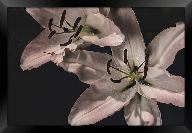 White Lilly Macro Framed Print by Kevin Browne