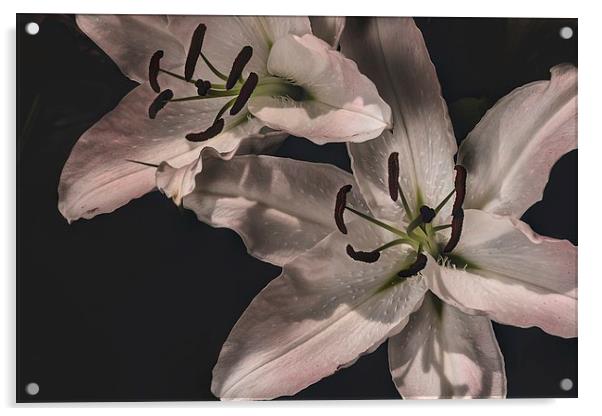White Lilly Macro Acrylic by Kevin Browne
