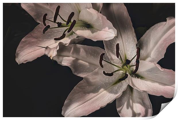 White Lilly Macro Print by Kevin Browne