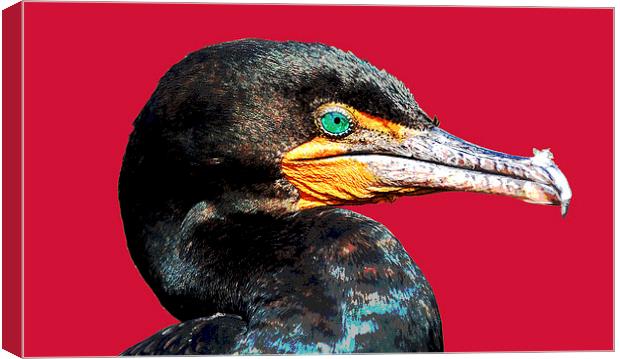Cormorant with Red Background Canvas Print by james balzano, jr.