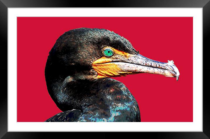 Cormorant with Red Background Framed Mounted Print by james balzano, jr.