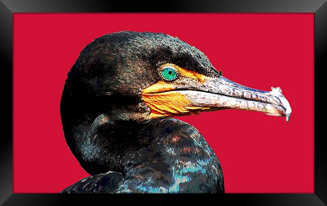 Cormorant with Red Background Framed Print by james balzano, jr.