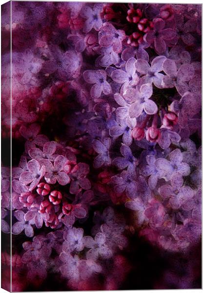 Lovely Lilac Canvas Print by Ann Garrett