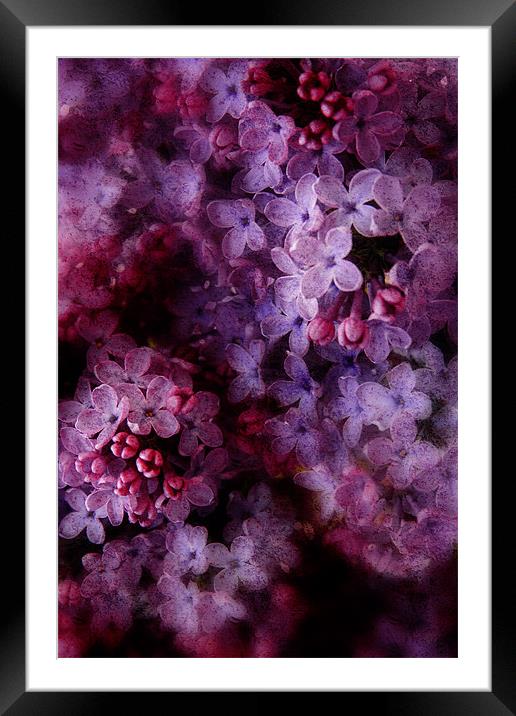 Lovely Lilac Framed Mounted Print by Ann Garrett