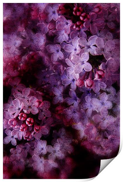 Lovely Lilac Print by Ann Garrett