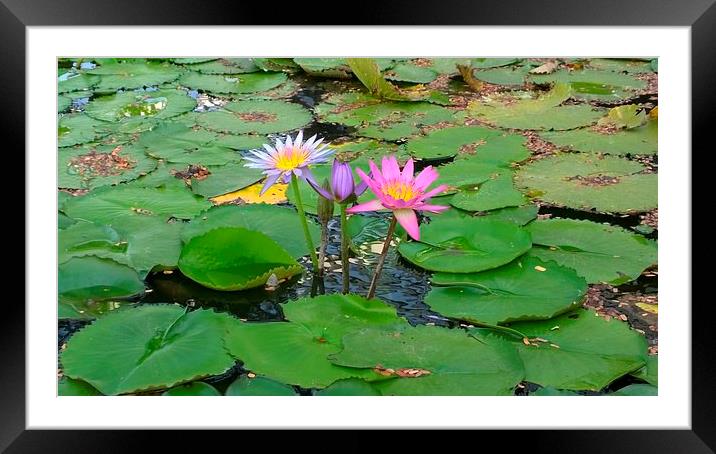 3 Lilies in a pond Framed Mounted Print by Mark McDermott