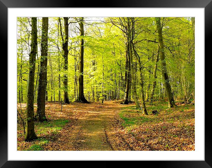 Forest in Spring Framed Mounted Print by Gisela Scheffbuch