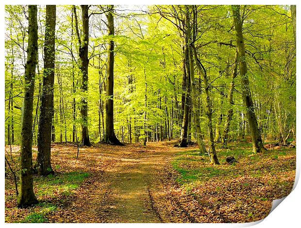Forest in Spring Print by Gisela Scheffbuch