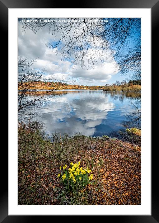 Lake Elsi Daffodil Betws-y-Coed Wales  Framed Mounted Print by Adrian Evans