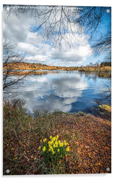 Lake Elsi Daffodil Betws-y-Coed Wales  Acrylic by Adrian Evans
