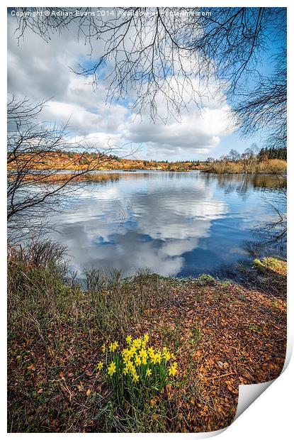 Lake Elsi Daffodil Betws-y-Coed Wales  Print by Adrian Evans