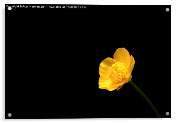 Buttercup Flower Acrylic by Alan Harman