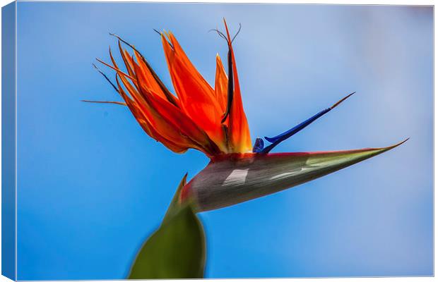 bird of paradise flower Canvas Print by Craig Lapsley