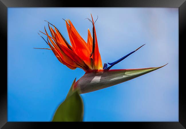 bird of paradise flower Framed Print by Craig Lapsley
