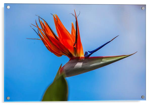 bird of paradise flower Acrylic by Craig Lapsley