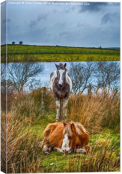 Keeping Watch Canvas Print by Chris Thaxter