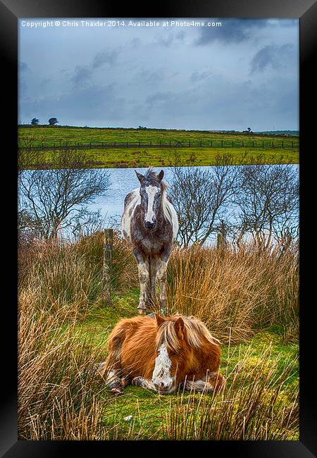 Keeping Watch Framed Print by Chris Thaxter