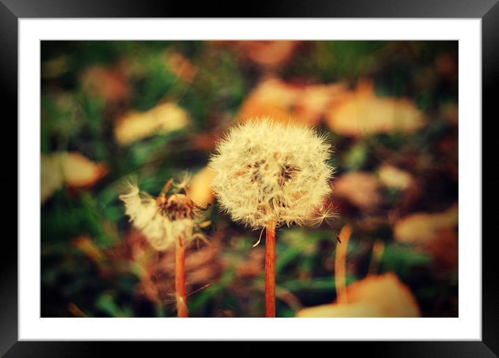  dandelions Framed Mounted Print by miruna uzdris