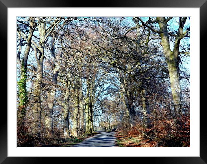 Springtime Walk in the Sun Framed Mounted Print by Bill Lighterness