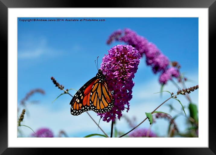 Summer Butterfly Framed Mounted Print by Andrew Jarvis