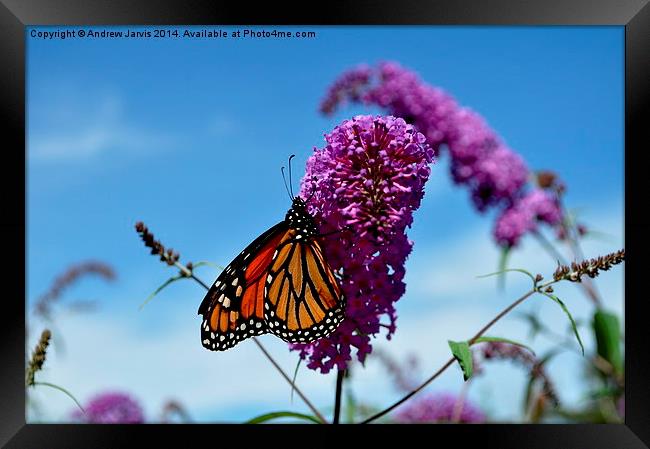 Summer Butterfly Framed Print by Andrew Jarvis