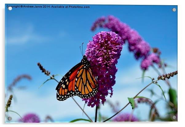 Summer Butterfly Acrylic by Andrew Jarvis