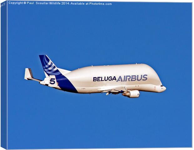Airbus Beluga Canvas Print by Paul Scoullar